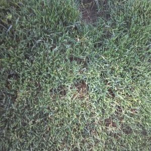 Meet your Posher, Javier